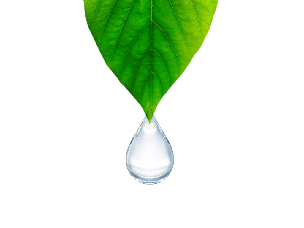 Leaf with clean drop